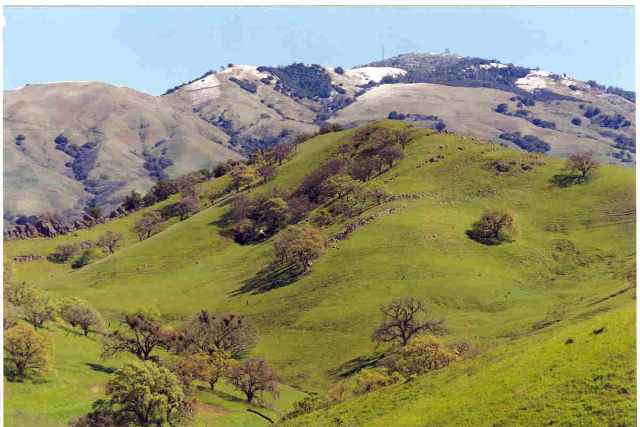 164 CHANTICLEER LN, ALAMO, California 94507-2344, ,Lots And Land,For Sale,CHANTICLEER LN,40933045