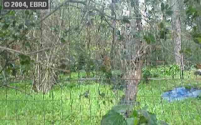 0 GUIDO ST, OAKLAND, California 94602, ,Lots And Land,For Sale,GUIDO ST,40934923