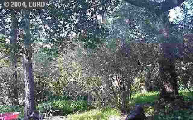 0 GUIDO ST, OAKLAND, California 94602, ,Lots And Land,For Sale,GUIDO ST,40934923