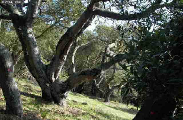 13824 CAMPUS DR, OAKLAND, California 94605-3830, ,Lots And Land,For Sale,CAMPUS DR,40935029