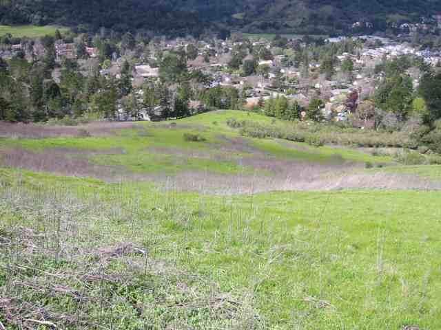 0 LARCH AVENUE, MORAGA, California 94556, ,Lots And Land,For Sale,LARCH AVENUE,40935045