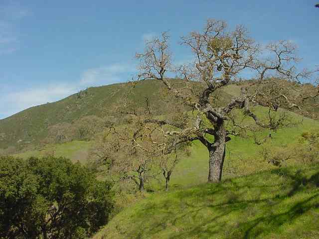 2450 MT DIABLO SCENIC BL, DIABLO, California 94528, ,Lots And Land,For Sale,MT DIABLO SCENIC BL,40935066