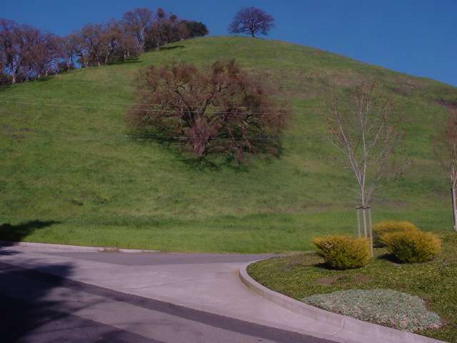 295 LAS QUEBRADAS LN, ALAMO, California 94507, ,Lots And Land,For Sale,LAS QUEBRADAS LN,40935135