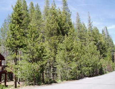 14879 Swiss Lane, TRUCKEE, California 96161, ,Lots And Land,For Sale,Swiss Lane,40935140
