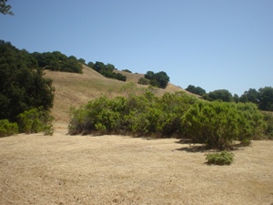 8 WHITE PINE LN, LAFAYETTE, California 94549, ,Lots And Land,For Sale,WHITE PINE LN,40935141