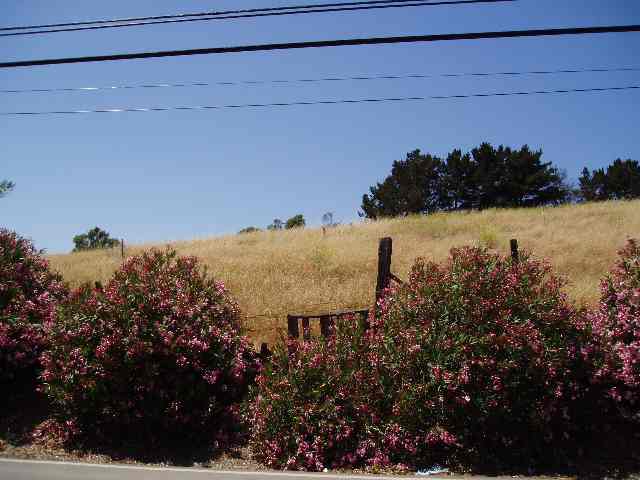 5600 JENSEN ROAD, CASTRO VALLEY, California 94552, ,Lots And Land,For Sale,JENSEN ROAD,40935200