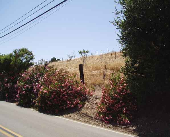 5600 JENSEN ROAD, CASTRO VALLEY, California 94552, ,Lots And Land,For Sale,JENSEN ROAD,40935200