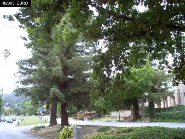 2434 PIEDMONT AVE, BERKELEY, California 94704-2455, ,Comm Ri Multi-units 5+,For Sale,PIEDMONT AVE,40165624