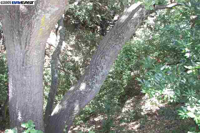 0 BOARDWALK, SAN RAMON, California 94583, ,Comm Lots And Land,For Sale,BOARDWALK,40933655