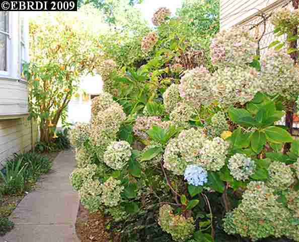 1609 STUART ST, BERKELEY, California 94703-2036, ,Comm Ri Multi-units 5+,For Sale,STUART ST,40429696