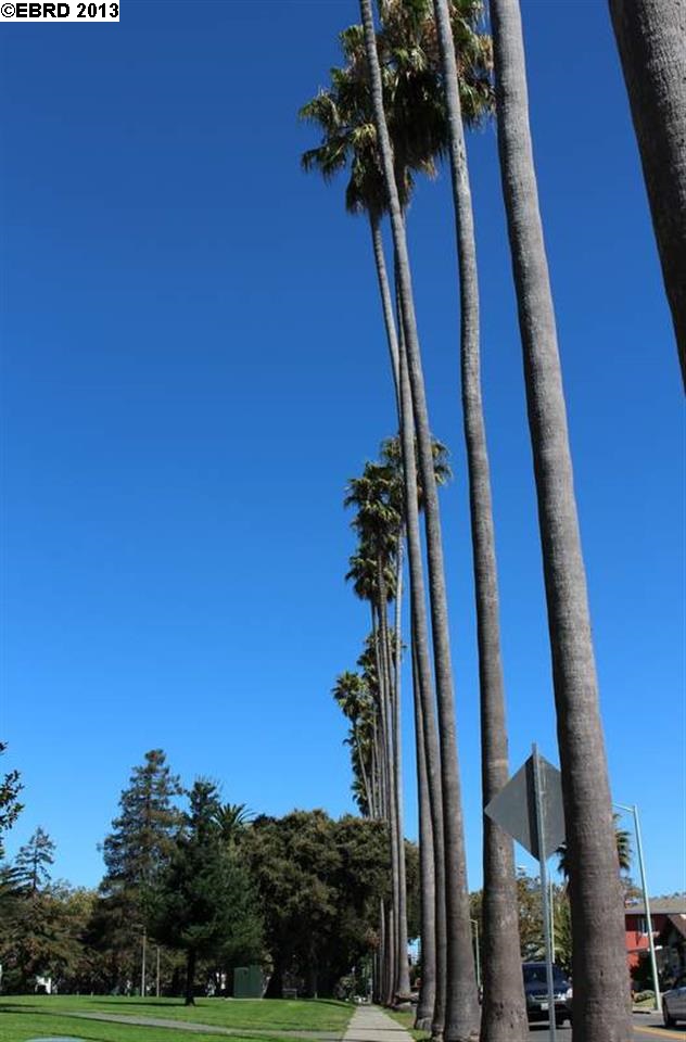 516 BUENA VISTA AVE, ALAMEDA, California 94501-2002, ,Comm Ri Multi-units 5+,For Sale,BUENA VISTA AVE,40629973