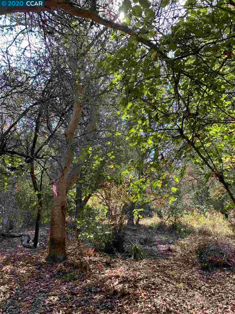 Drury Rd, OAKLAND, California 94705, ,Lots And Land,For Sale,Drury Rd,40916504