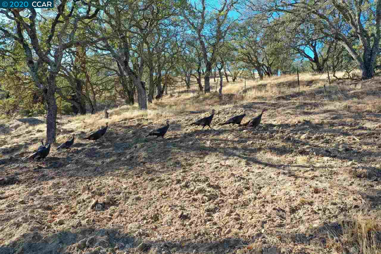 0 Arbol Via, WALNUT CREEK, California 94598, ,Lots And Land,For Sale,Arbol Via,40922736