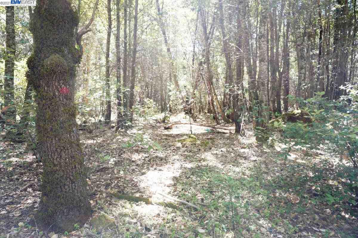 30 Suzy Q Road, BURNT RANCH, California 95527, ,Lots And Land,For Sale,Suzy Q Road,40963656