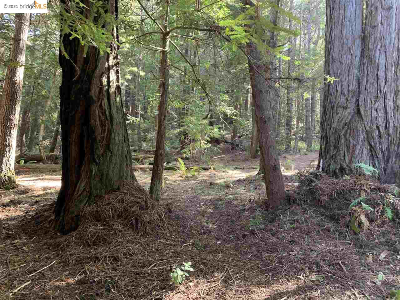 352 Pine Cone, The Sea Ranch, California 95497, ,Lots And Land,For Sale,Pine Cone,40964773