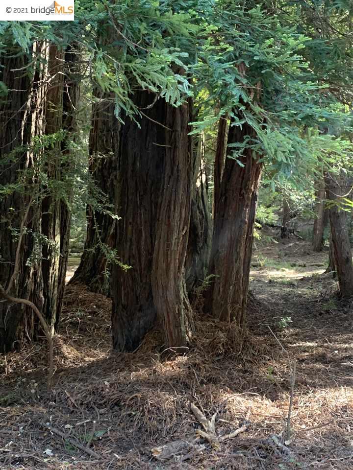 352 Pine Cone, The Sea Ranch, California 95497, ,Lots And Land,For Sale,Pine Cone,40964773