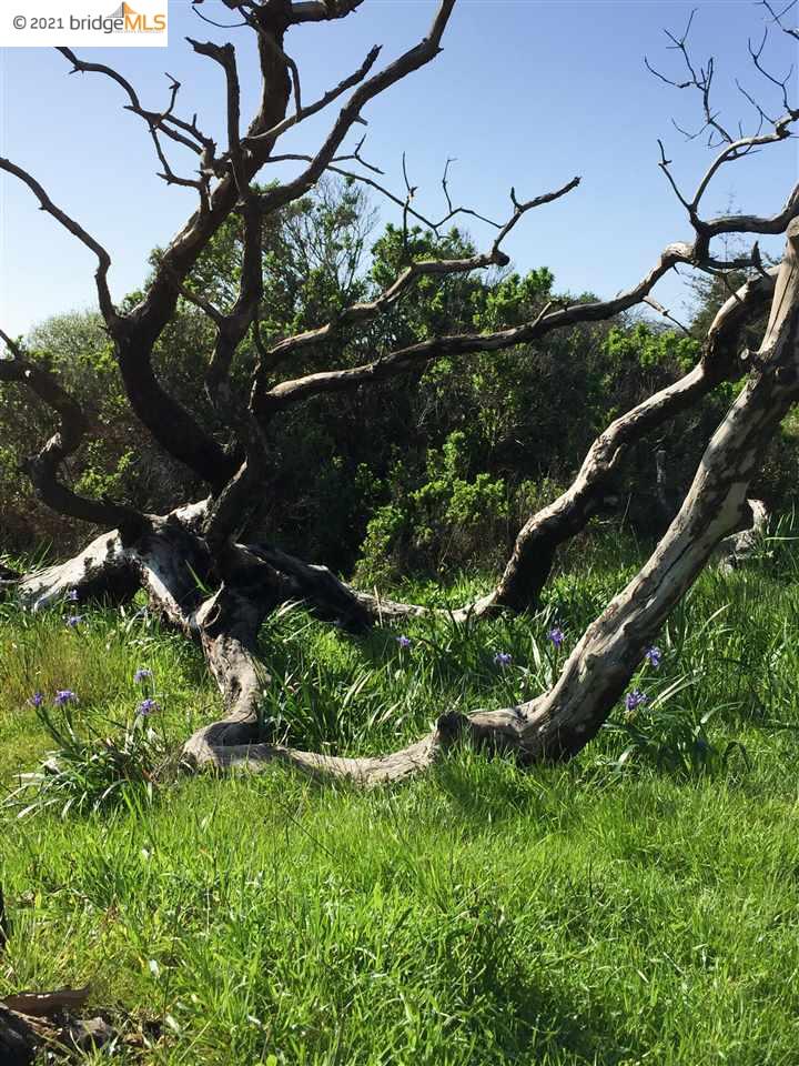 352 Pine Cone, The Sea Ranch, California 95497, ,Lots And Land,For Sale,Pine Cone,40964773