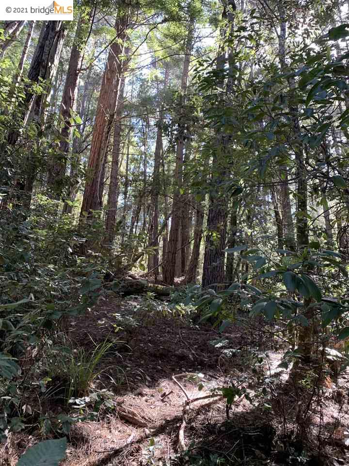 352 Pine Cone, The Sea Ranch, California 95497, ,Lots And Land,For Sale,Pine Cone,40964773