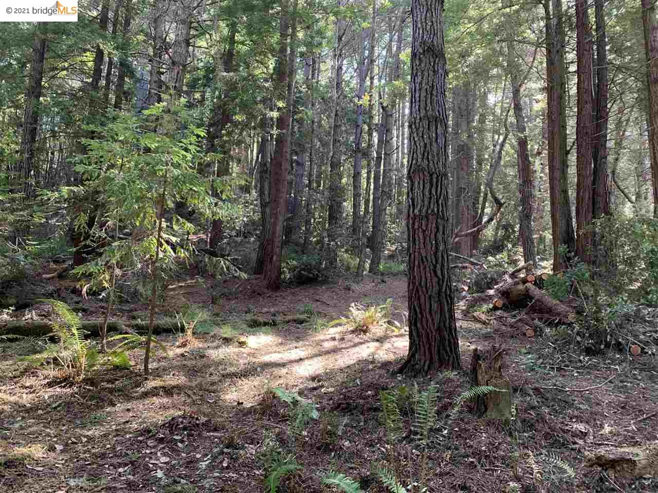 352 Pine Cone, The Sea Ranch, California 95497, ,Lots And Land,For Sale,Pine Cone,40964773