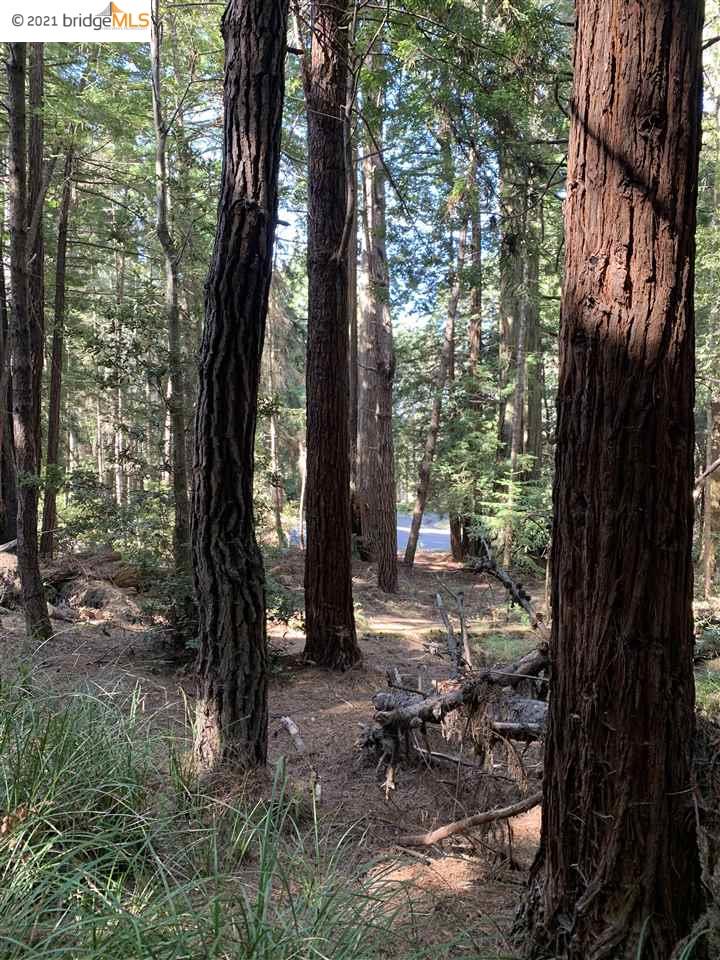 352 Pine Cone, The Sea Ranch, California 95497, ,Lots And Land,For Sale,Pine Cone,40964773