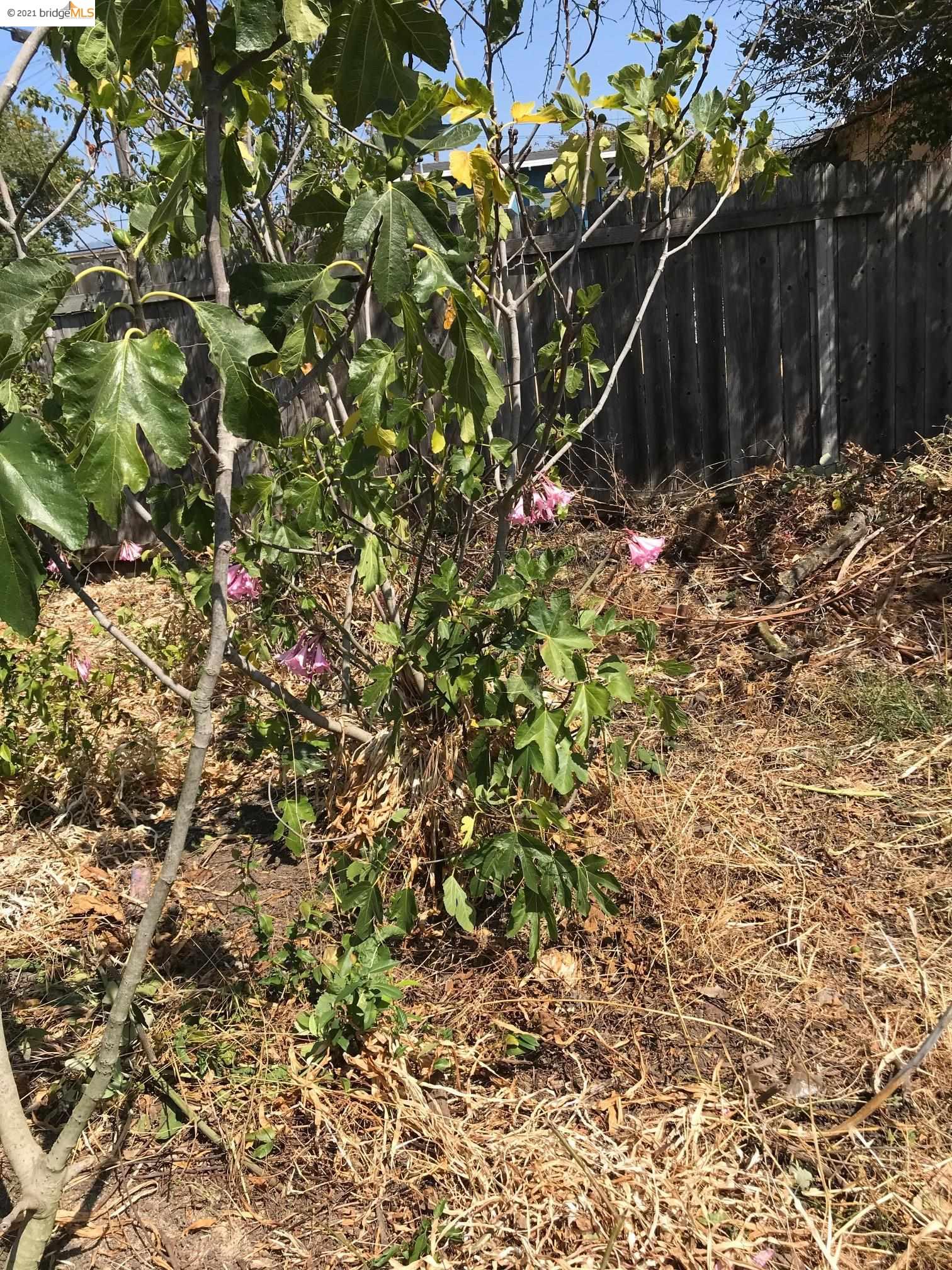1376 Ashby Ave, BERKELEY, California 94702, ,Lots And Land,For Sale,Ashby Ave,40965767
