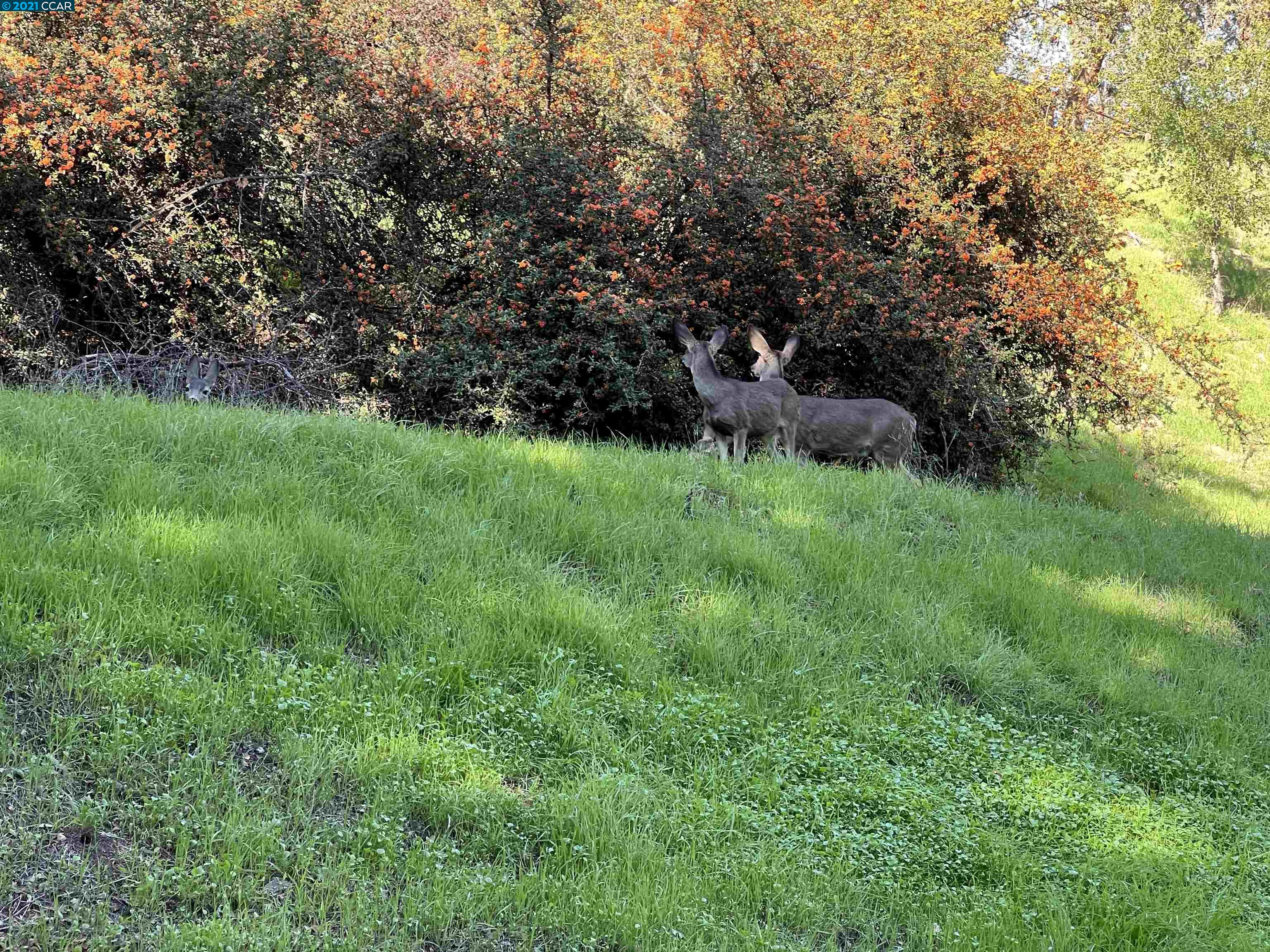 Alamo View Pl, WALNUT CREEK, California 94595, ,Lots And Land,For Sale,Alamo View Pl,40974808