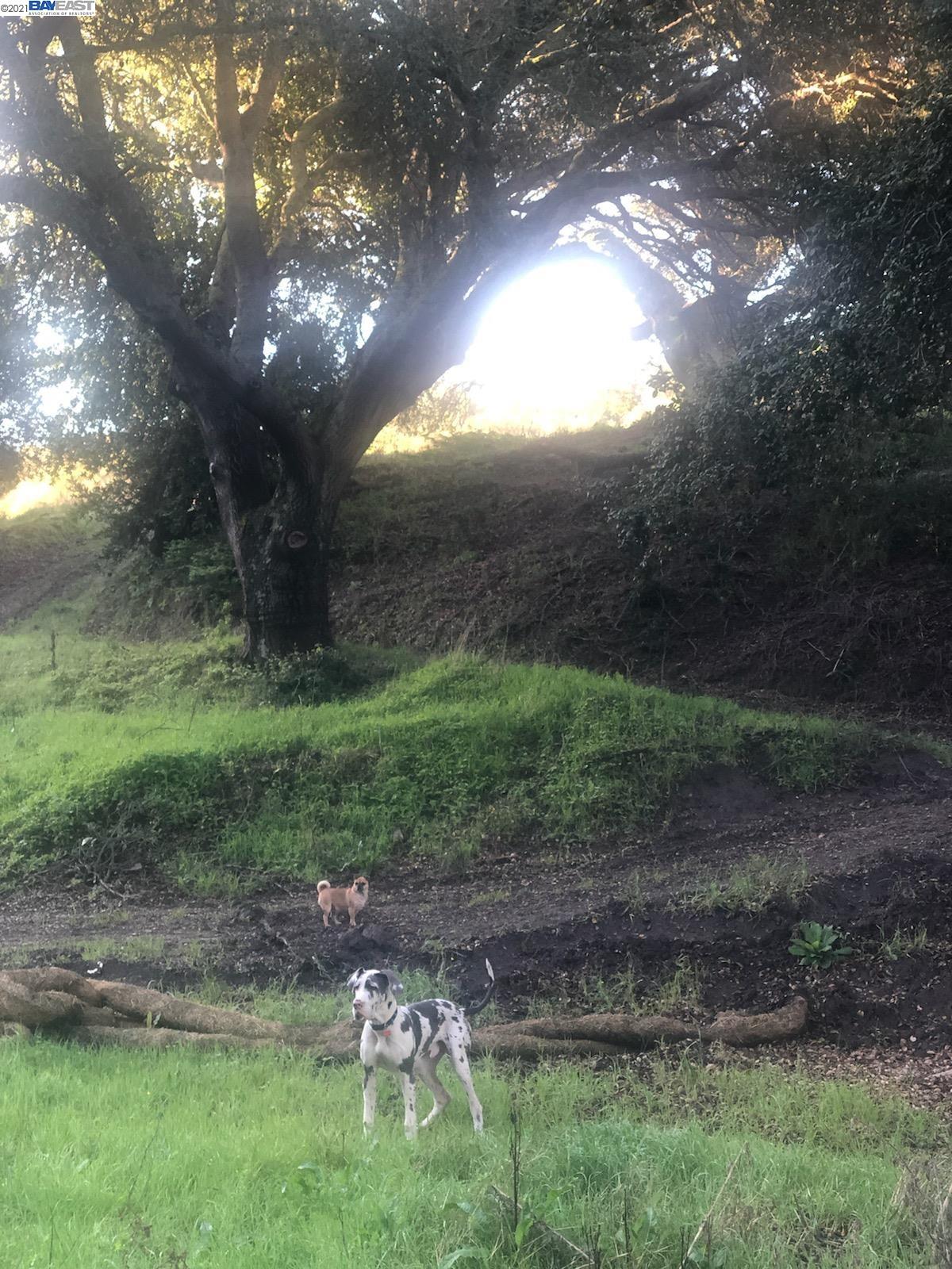 1390 Bollinger Cyn, MORAGA, California 94556, ,Lots And Land,For Sale,Bollinger Cyn,40976053