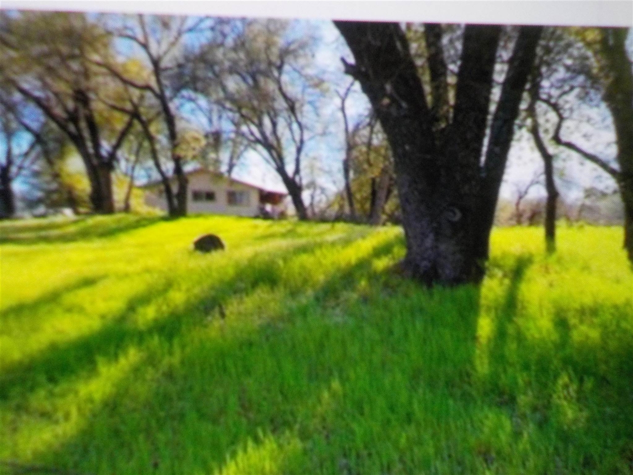 Detail Gallery Image 19 of 34 For 16641 Buckhorn Mtn Rd, Sonora,  CA 95370-8241 - – Beds | – Baths