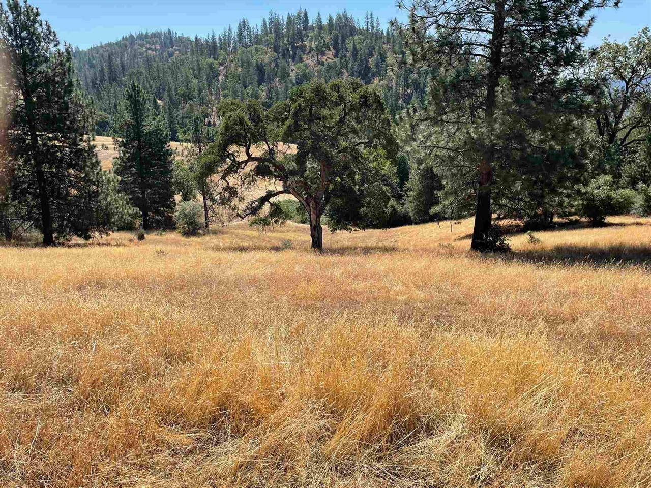 Detail Gallery Image 1 of 44 For 00000 Forrest Rd 1n19, Tuolumne,  CA 95379 - – Beds | – Baths
