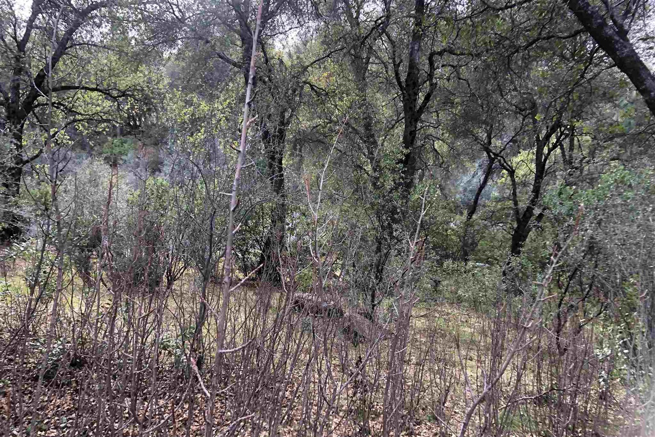 Detail Gallery Image 19 of 33 For Par B2 N Airport, Sonora,  CA 95310 - – Beds | – Baths