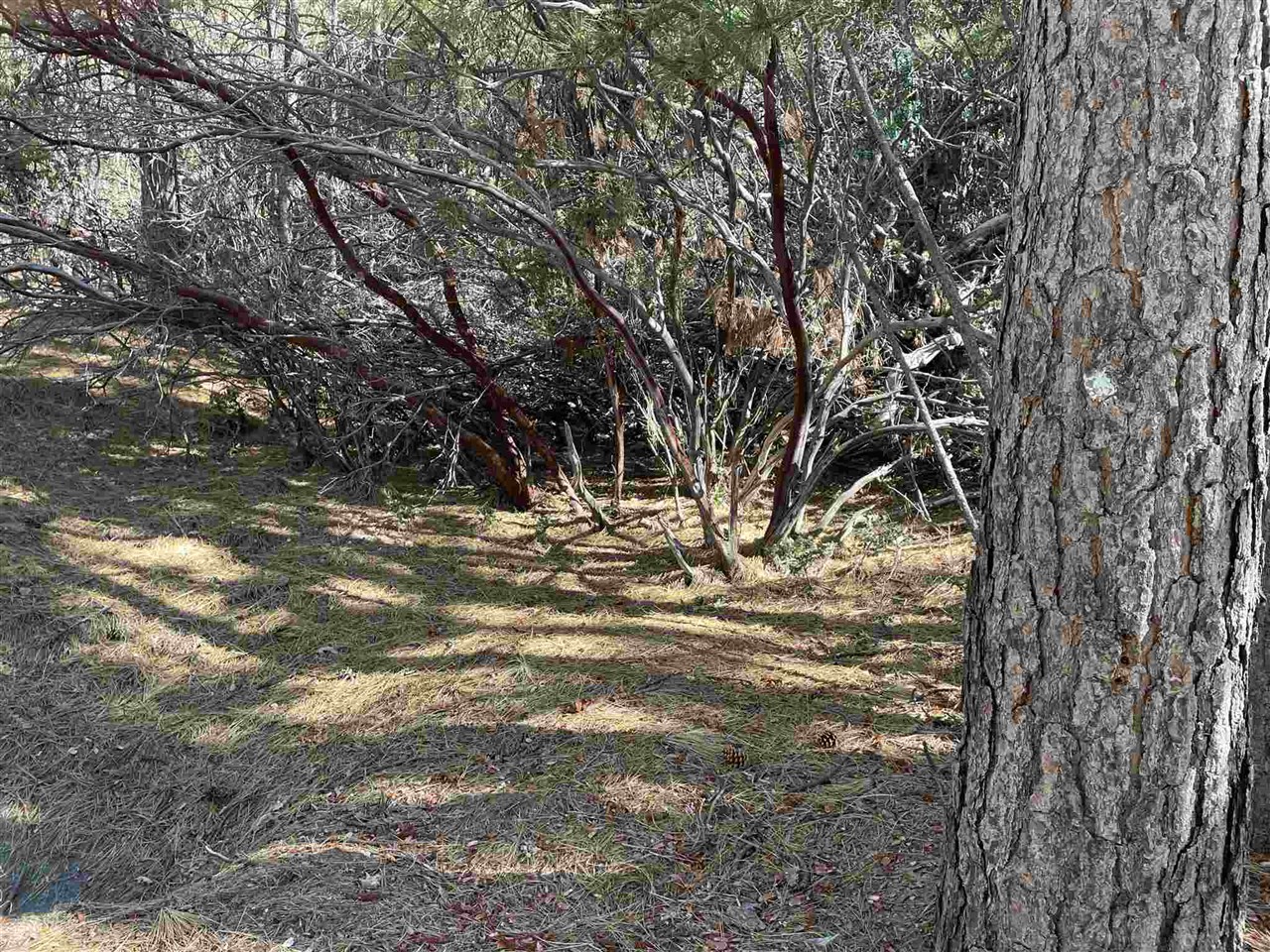 Detail Gallery Image 6 of 19 For 0001 Stable, Sonora,  CA 95370 - – Beds | – Baths