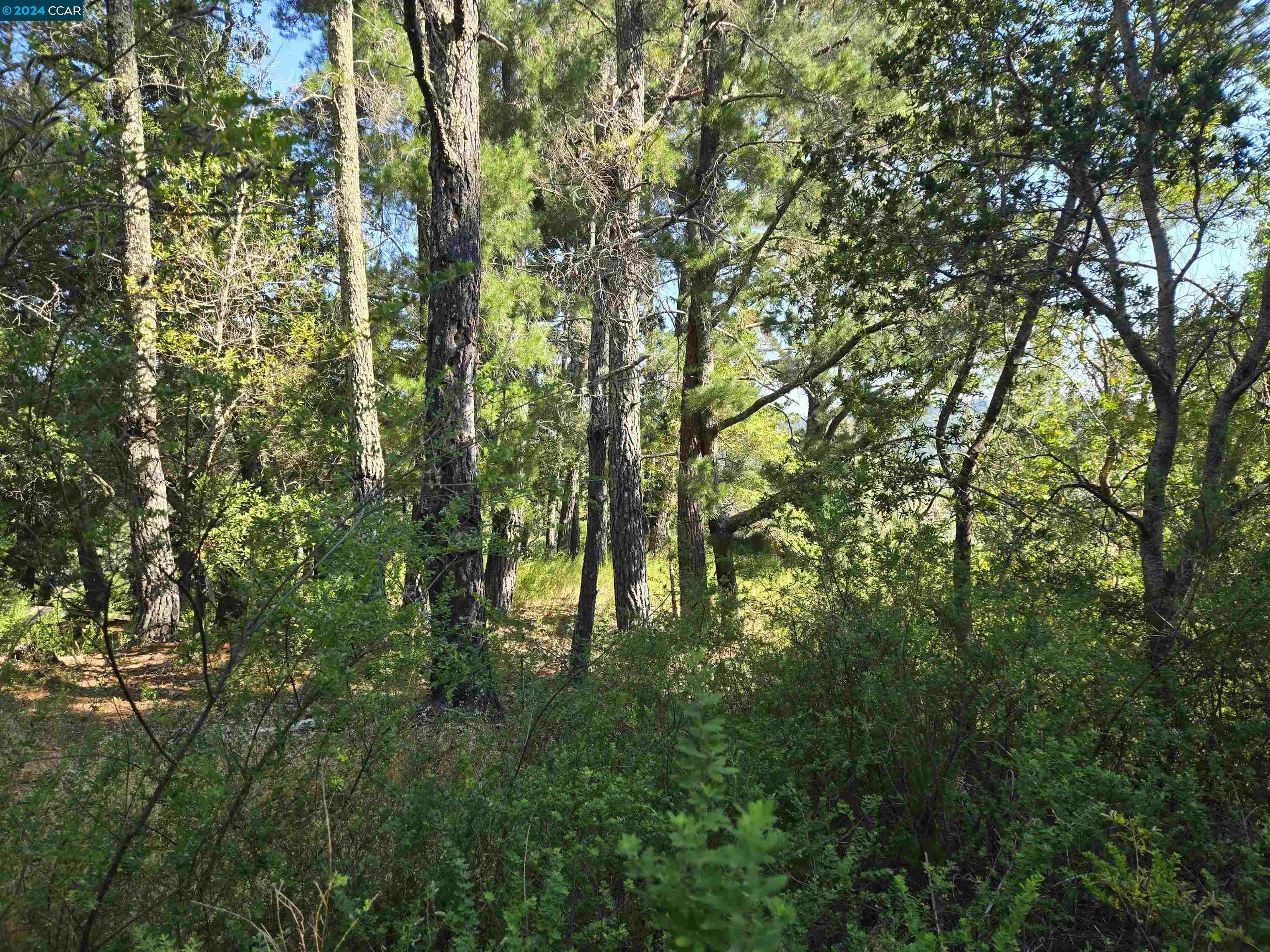Detail Gallery Image 6 of 27 For 100 Black Log Rd, Kentfield,  CA 94904 - – Beds | – Baths