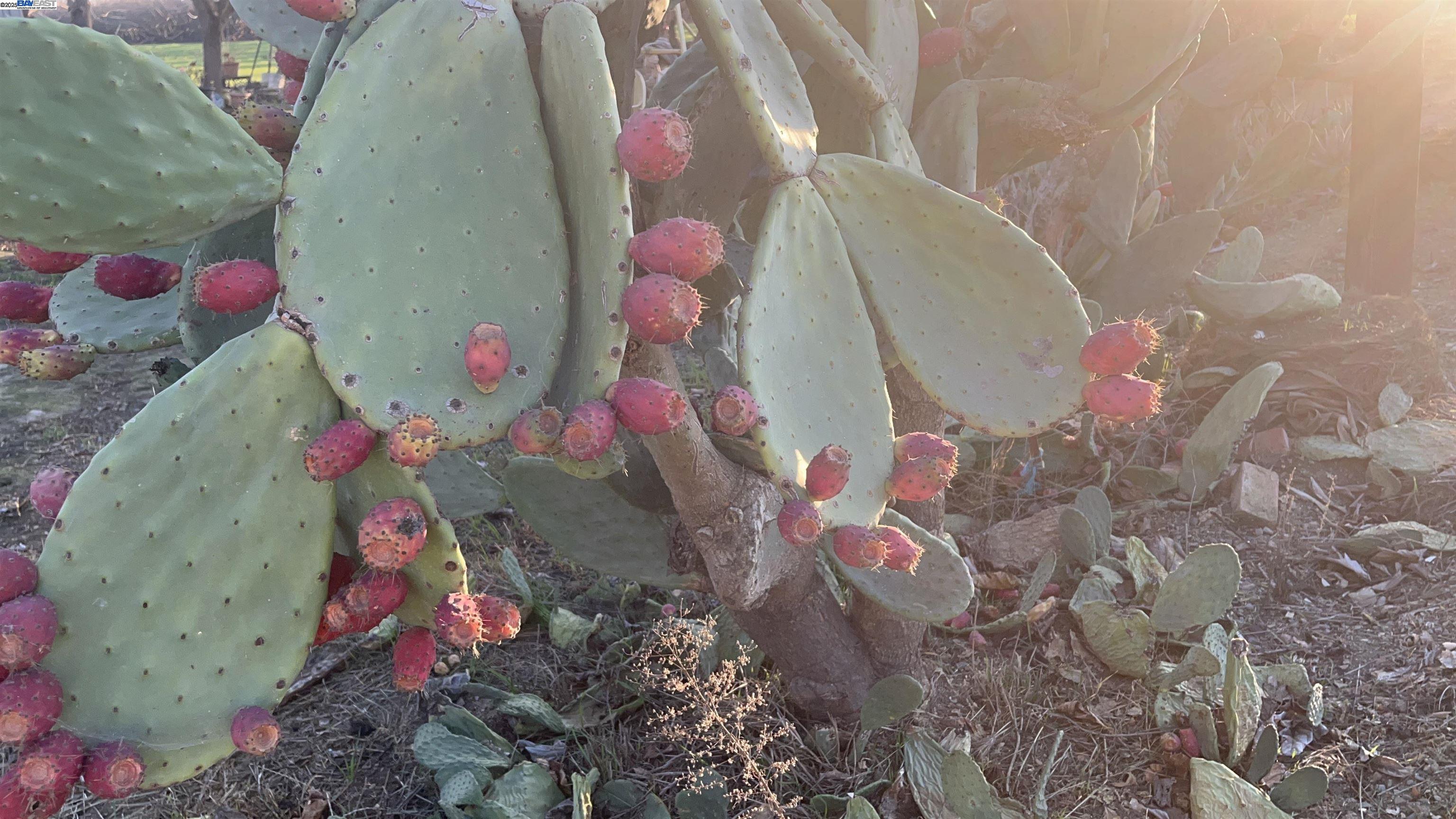 Detail Gallery Image 13 of 37 For 1290 Orange Ave, Patterson,  CA 95363 - 3 Beds | 2 Baths