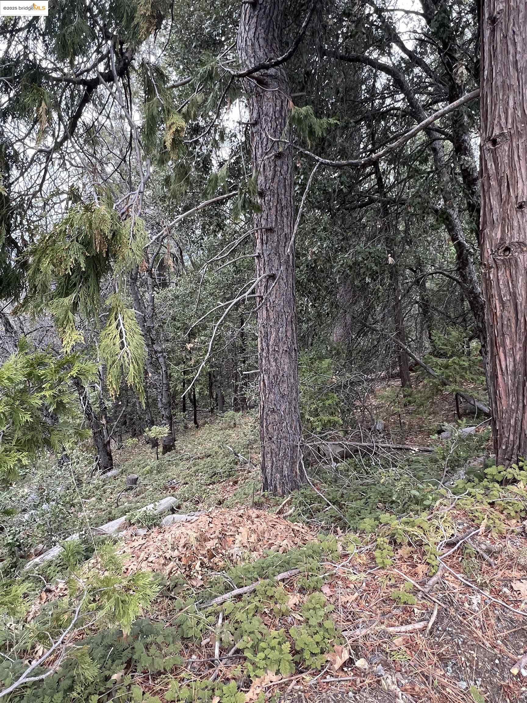 Detail Gallery Image 7 of 12 For 19262 Tanglewood Trl., Twain Harte,  CA 95383 - – Beds | – Baths