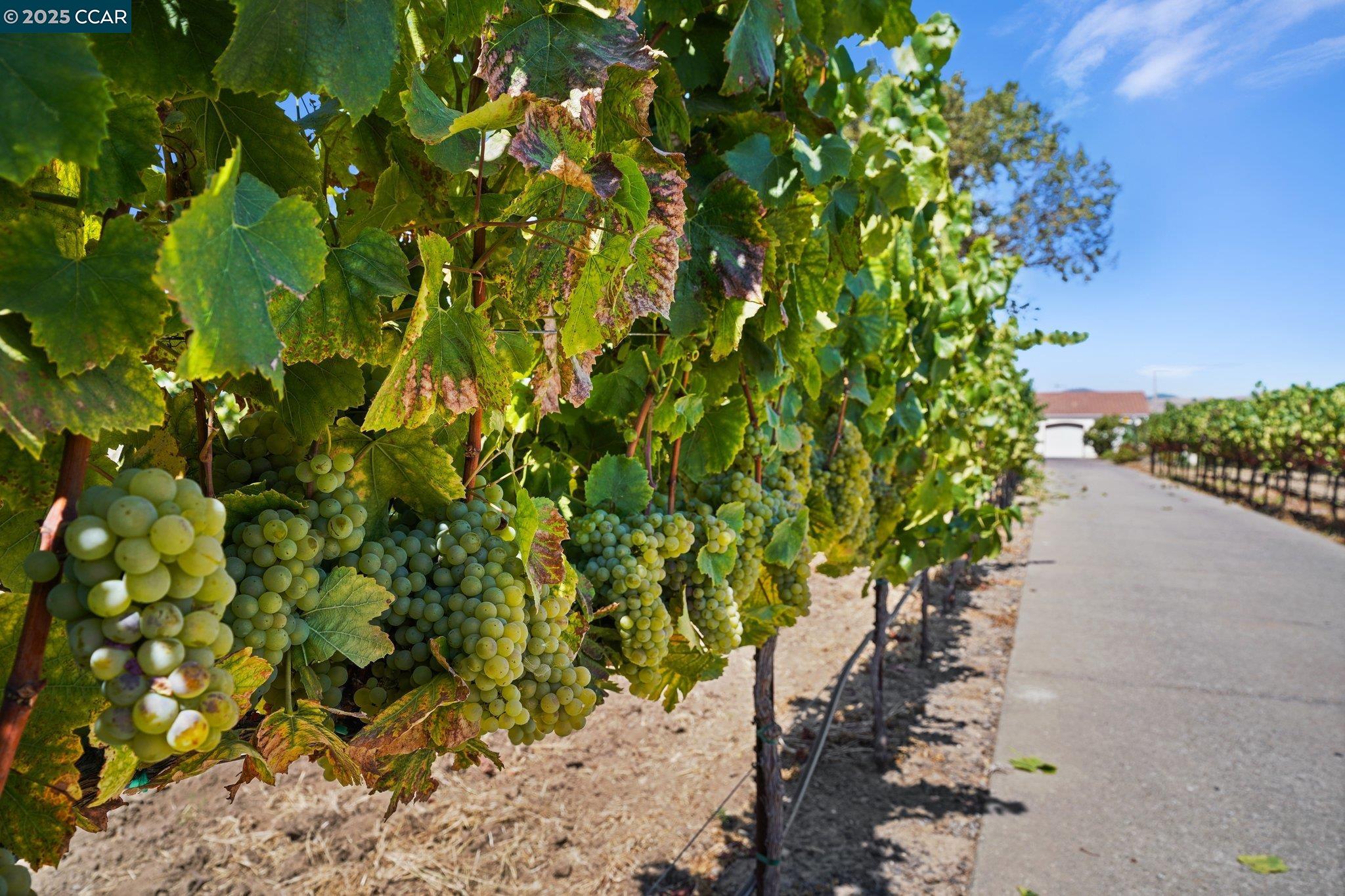 Detail Gallery Image 12 of 59 For 5267 Old Sonoma Rd, Napa,  CA 94559 - 5 Beds | 3/1 Baths