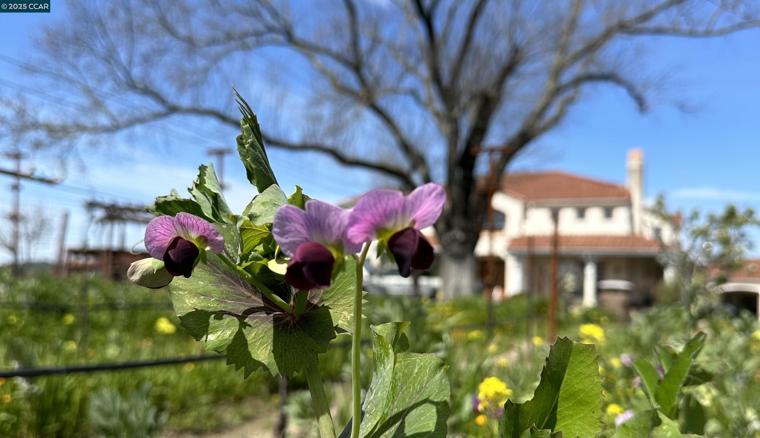 Detail Gallery Image 13 of 59 For 5267 Old Sonoma Rd, Napa,  CA 94559 - 5 Beds | 3/1 Baths