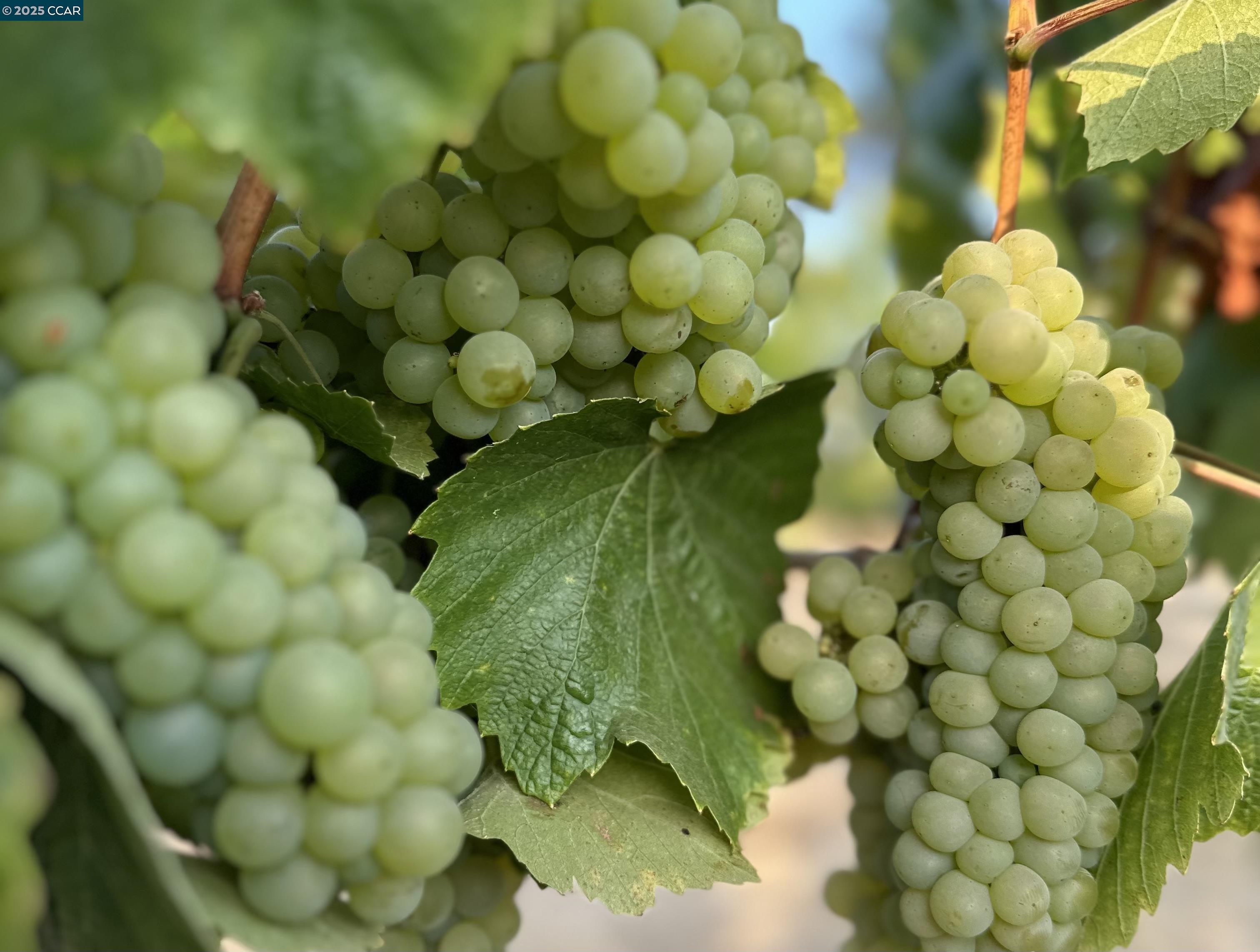 Detail Gallery Image 17 of 59 For 5267 Old Sonoma Rd, Napa,  CA 94559 - 5 Beds | 3/1 Baths