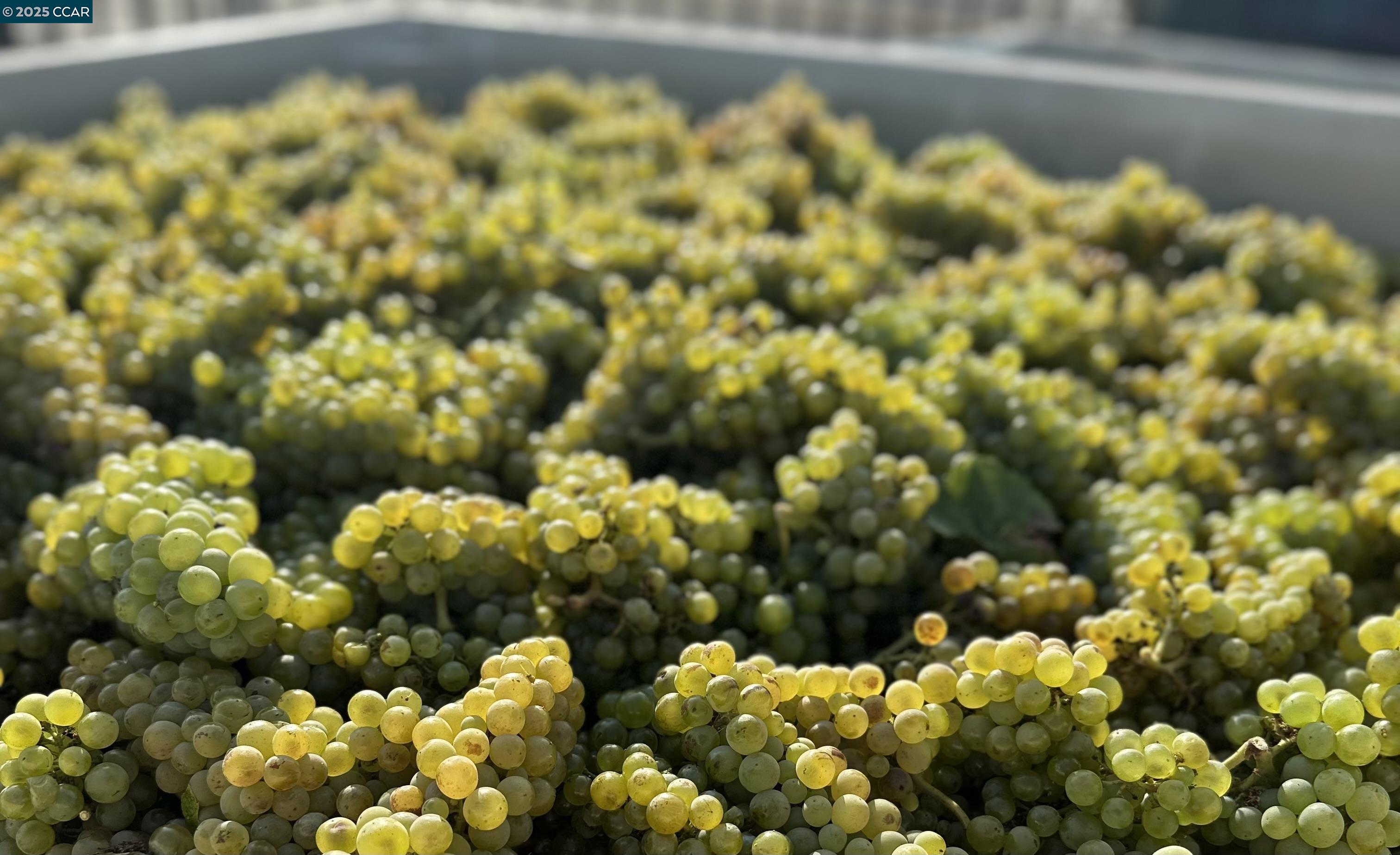 Detail Gallery Image 3 of 59 For 5267 Old Sonoma Rd, Napa,  CA 94559 - 5 Beds | 3/1 Baths