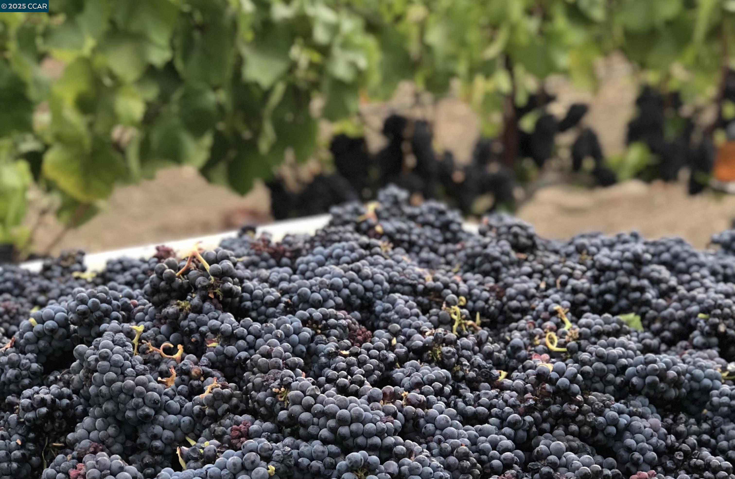 Detail Gallery Image 23 of 59 For 5267 Old Sonoma Rd, Napa,  CA 94559 - 5 Beds | 3/1 Baths