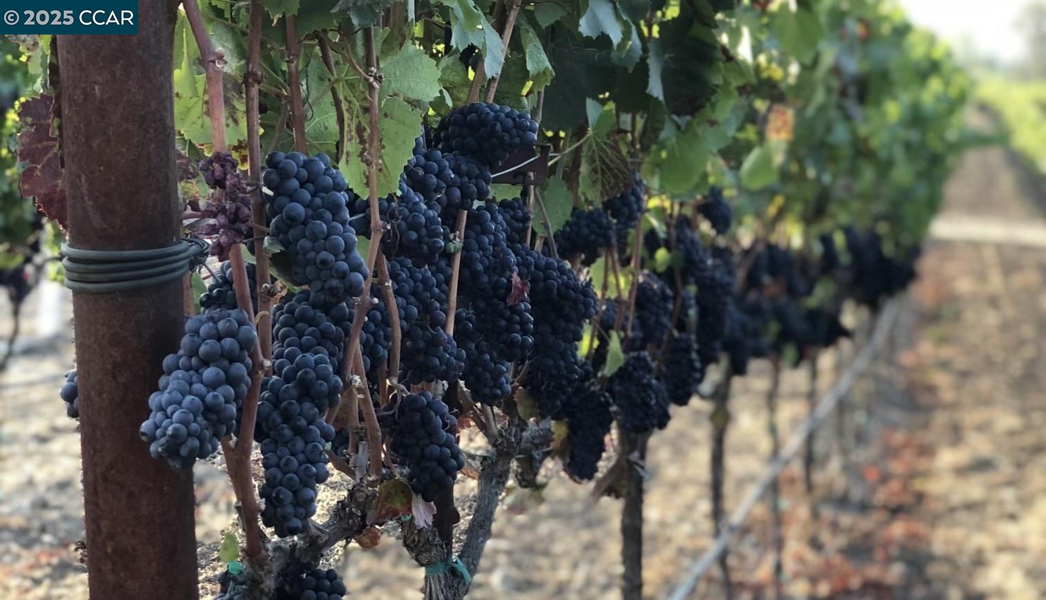 Detail Gallery Image 24 of 59 For 5267 Old Sonoma Rd, Napa,  CA 94559 - 5 Beds | 3/1 Baths