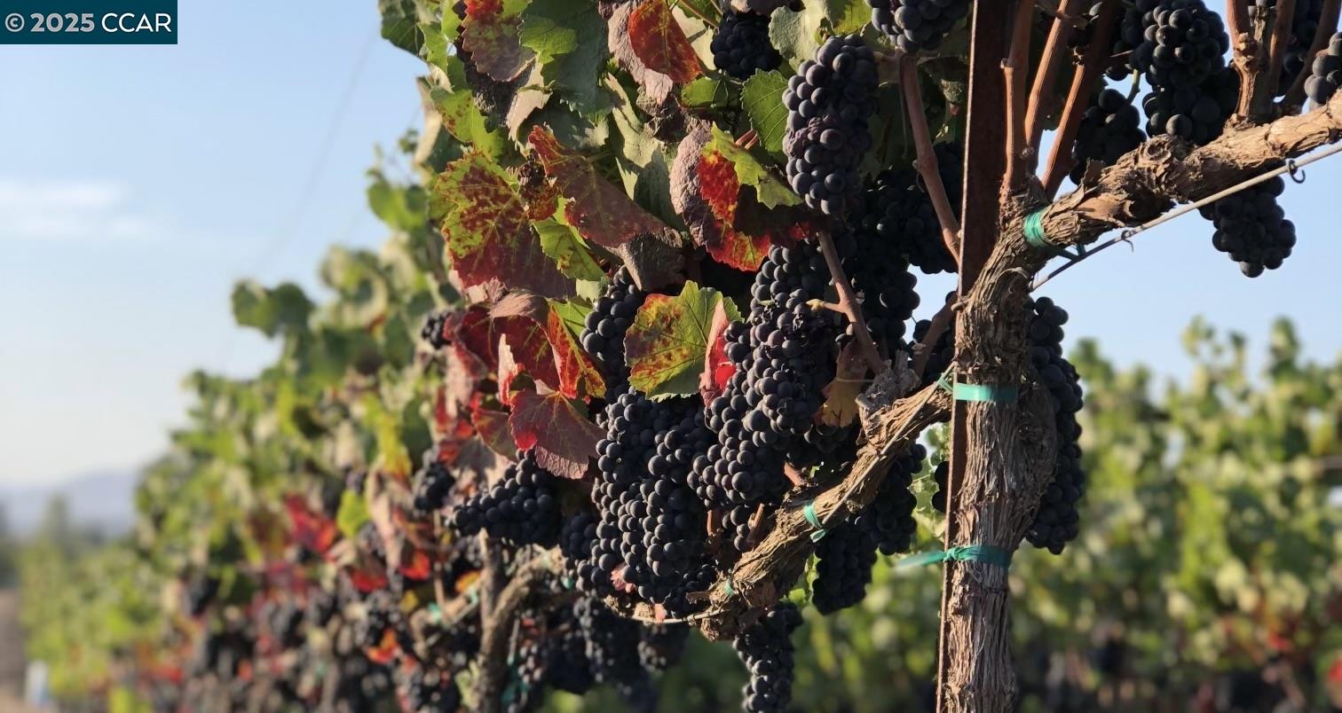 Detail Gallery Image 25 of 59 For 5267 Old Sonoma Rd, Napa,  CA 94559 - 5 Beds | 3/1 Baths