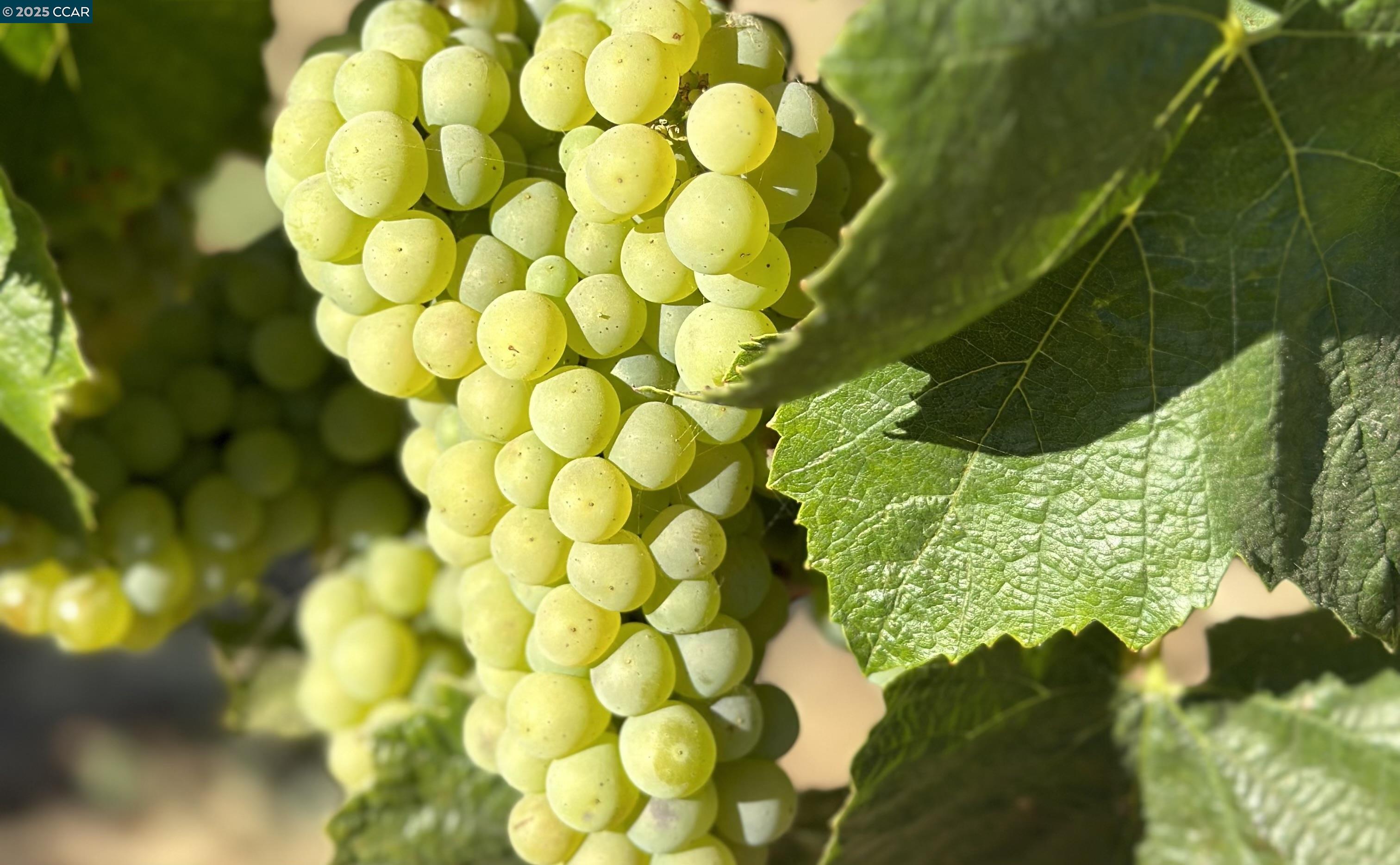 Detail Gallery Image 58 of 59 For 5267 Old Sonoma Rd, Napa,  CA 94559 - 5 Beds | 3/1 Baths