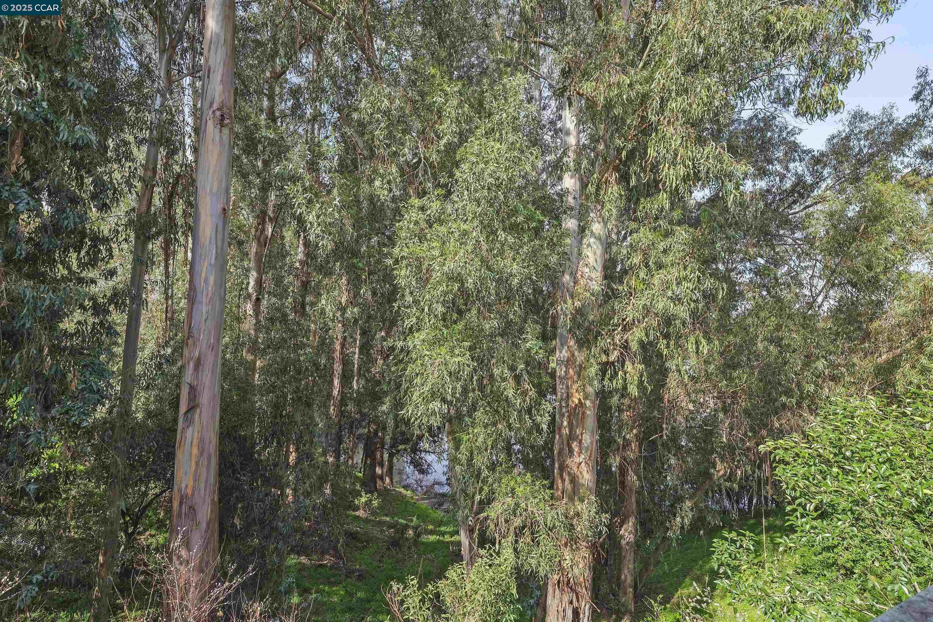 Photo #6: 41087052 Listing 