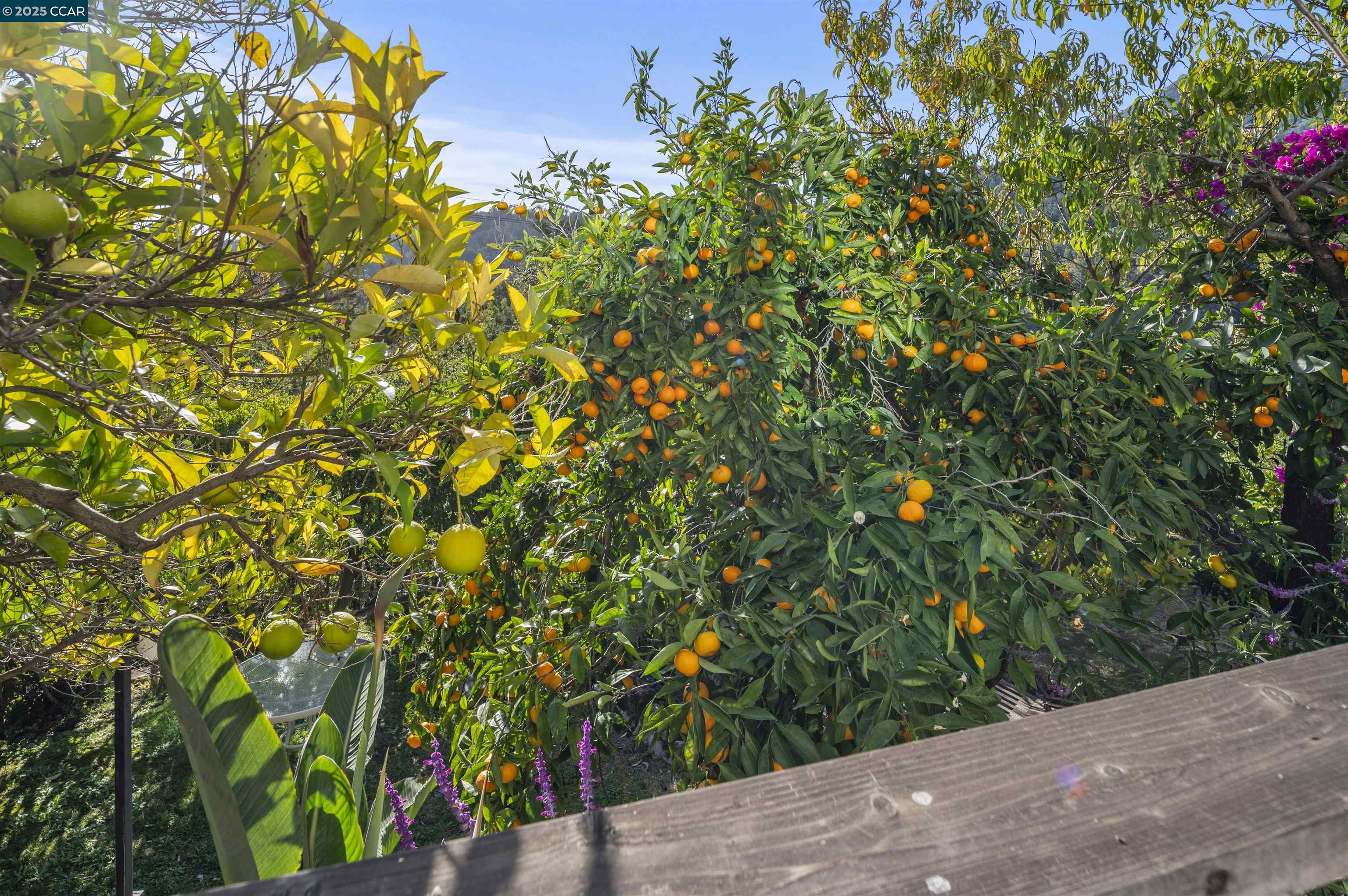 Detail Gallery Image 19 of 22 For Buckeye Way, Kentfield,  CA 94904 - 2 Beds | 2 Baths