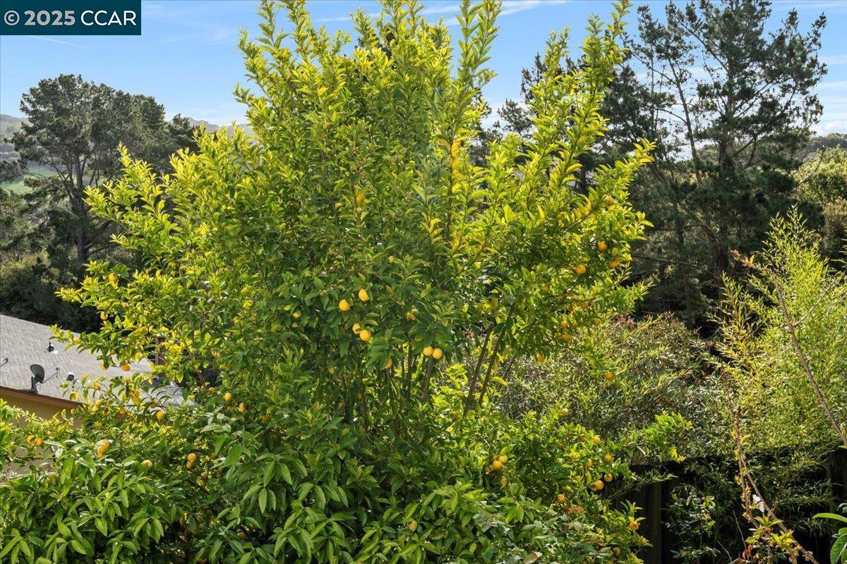 Detail Gallery Image 41 of 45 For 2266 Bristlecone Dr, Richmond,  CA 94803 - 3 Beds | 2 Baths