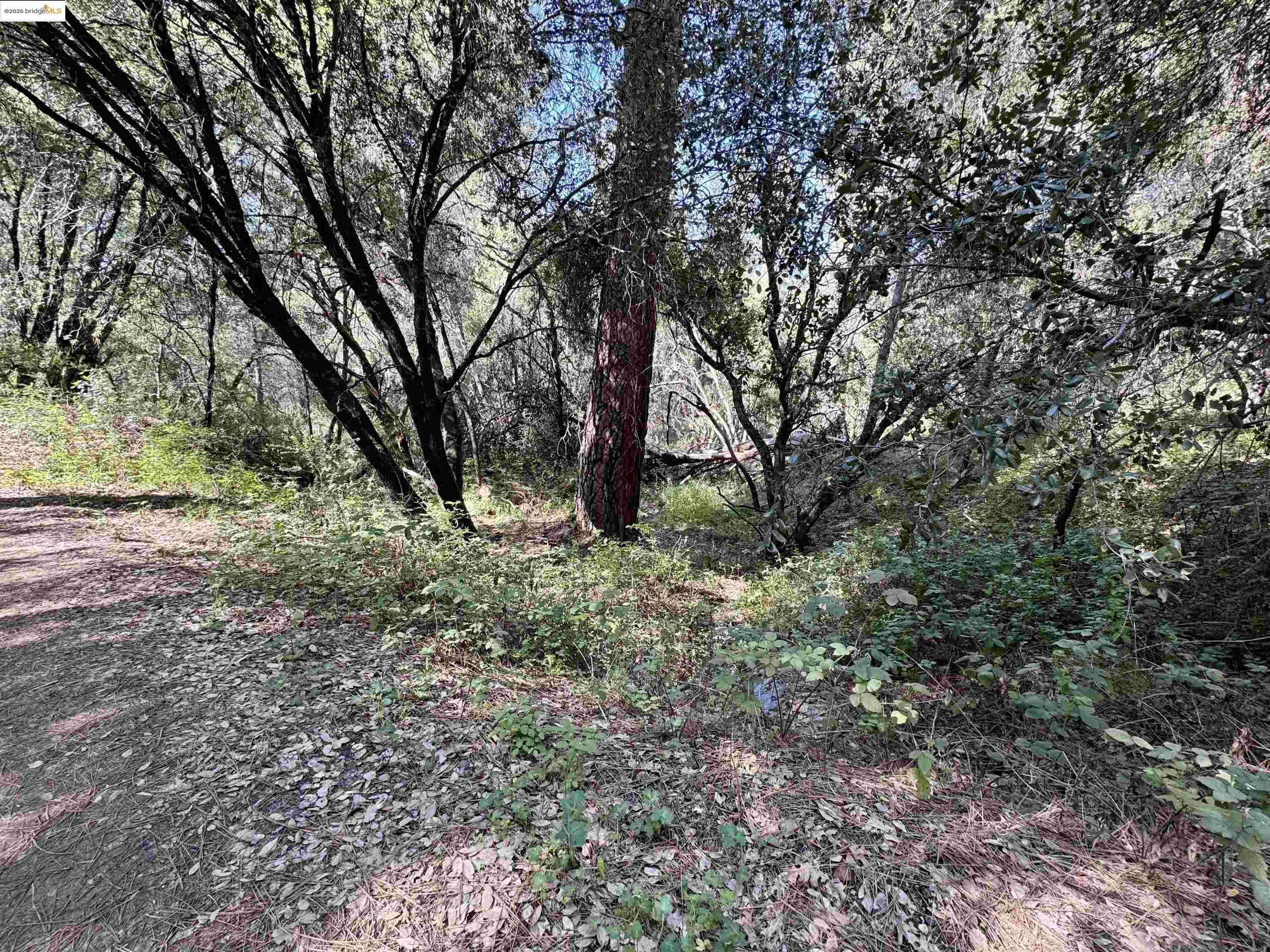 Detail Gallery Image 1 of 8 For 21893 Sawmill Flat Rd, Sonora,  CA 95370 - – Beds | – Baths