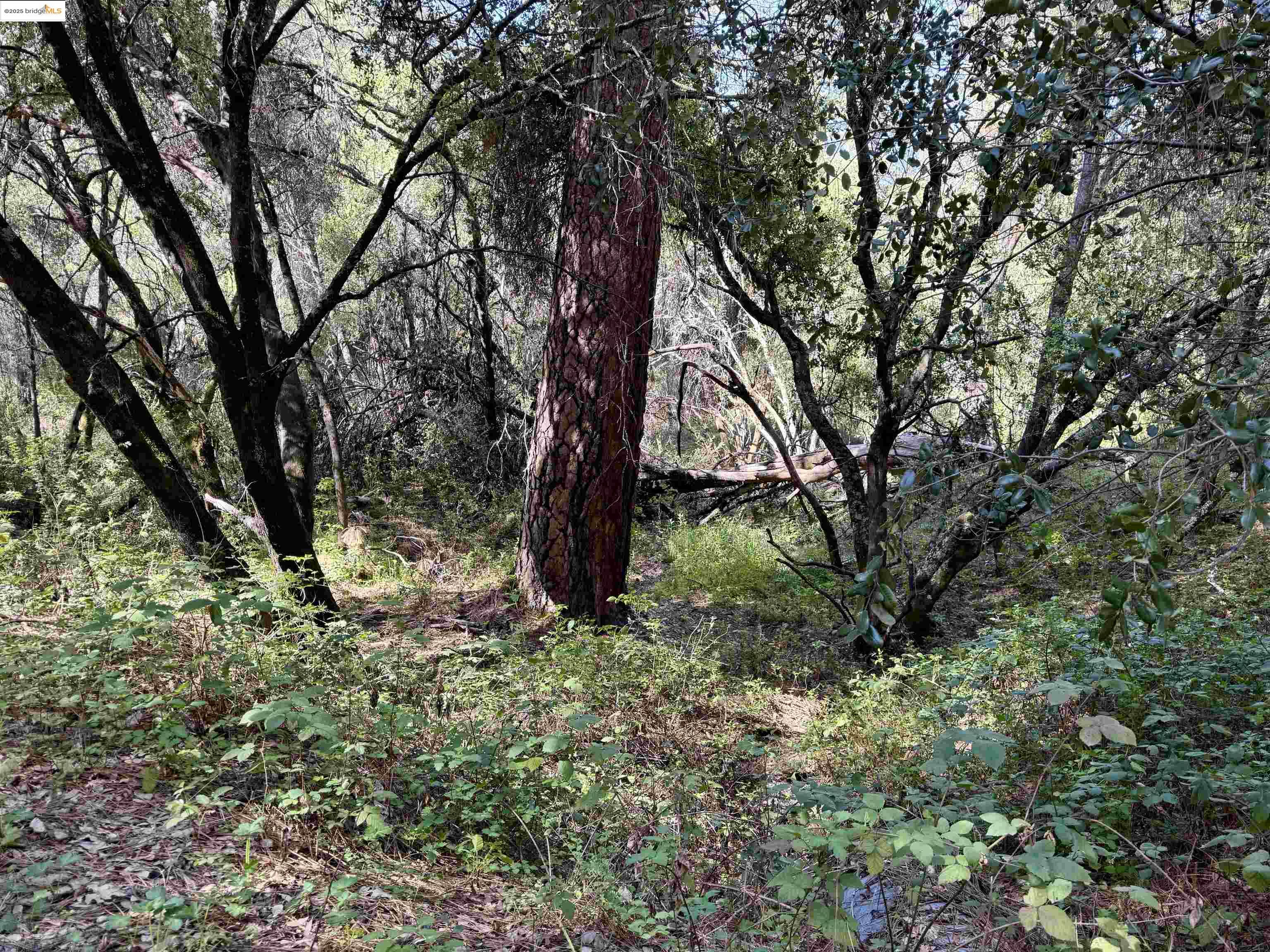 Detail Gallery Image 2 of 8 For 21893 Sawmill Flat Rd, Sonora,  CA 95370 - – Beds | – Baths