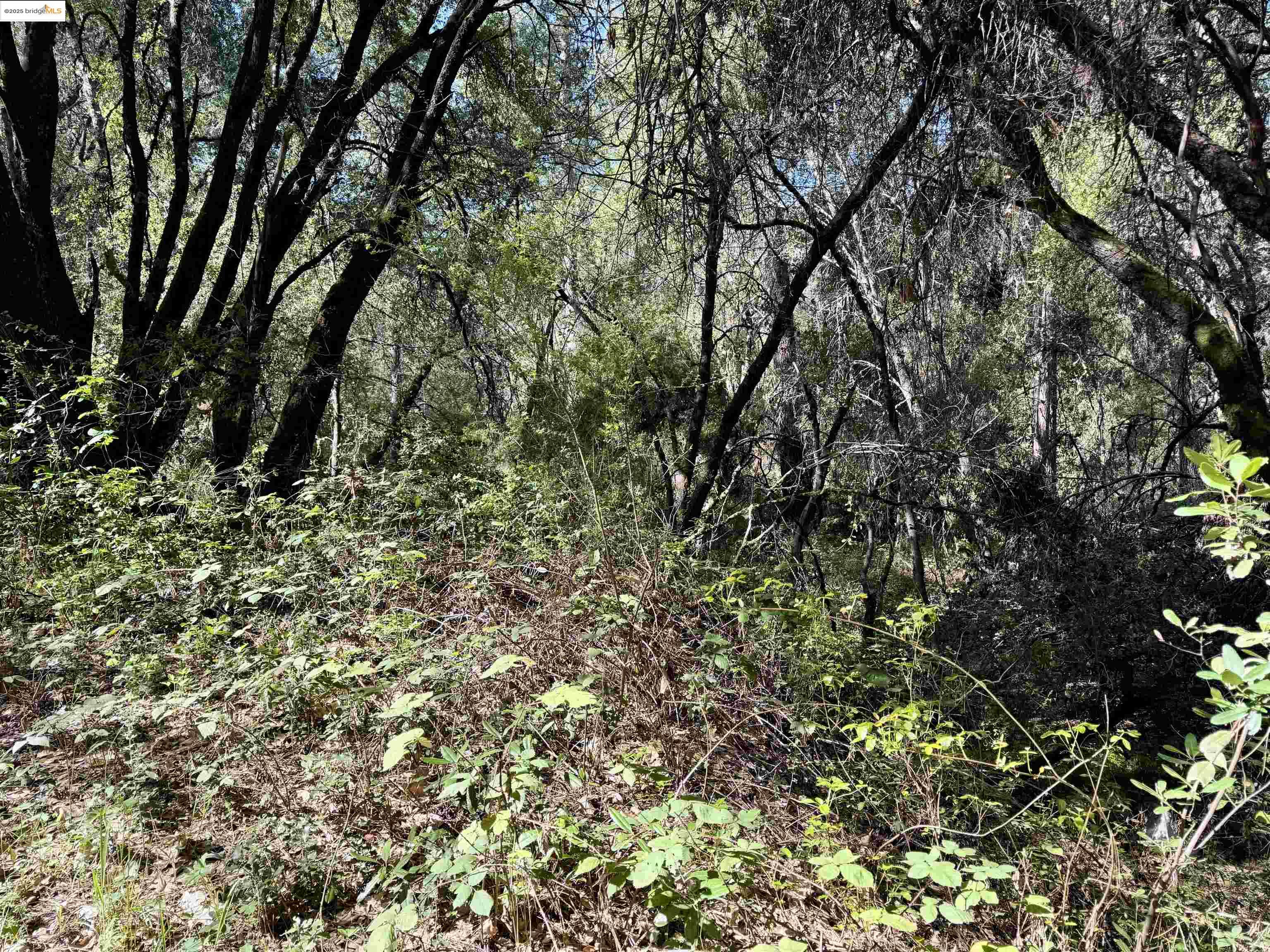 Detail Gallery Image 6 of 8 For 21893 Sawmill Flat Rd, Sonora,  CA 95370 - – Beds | – Baths