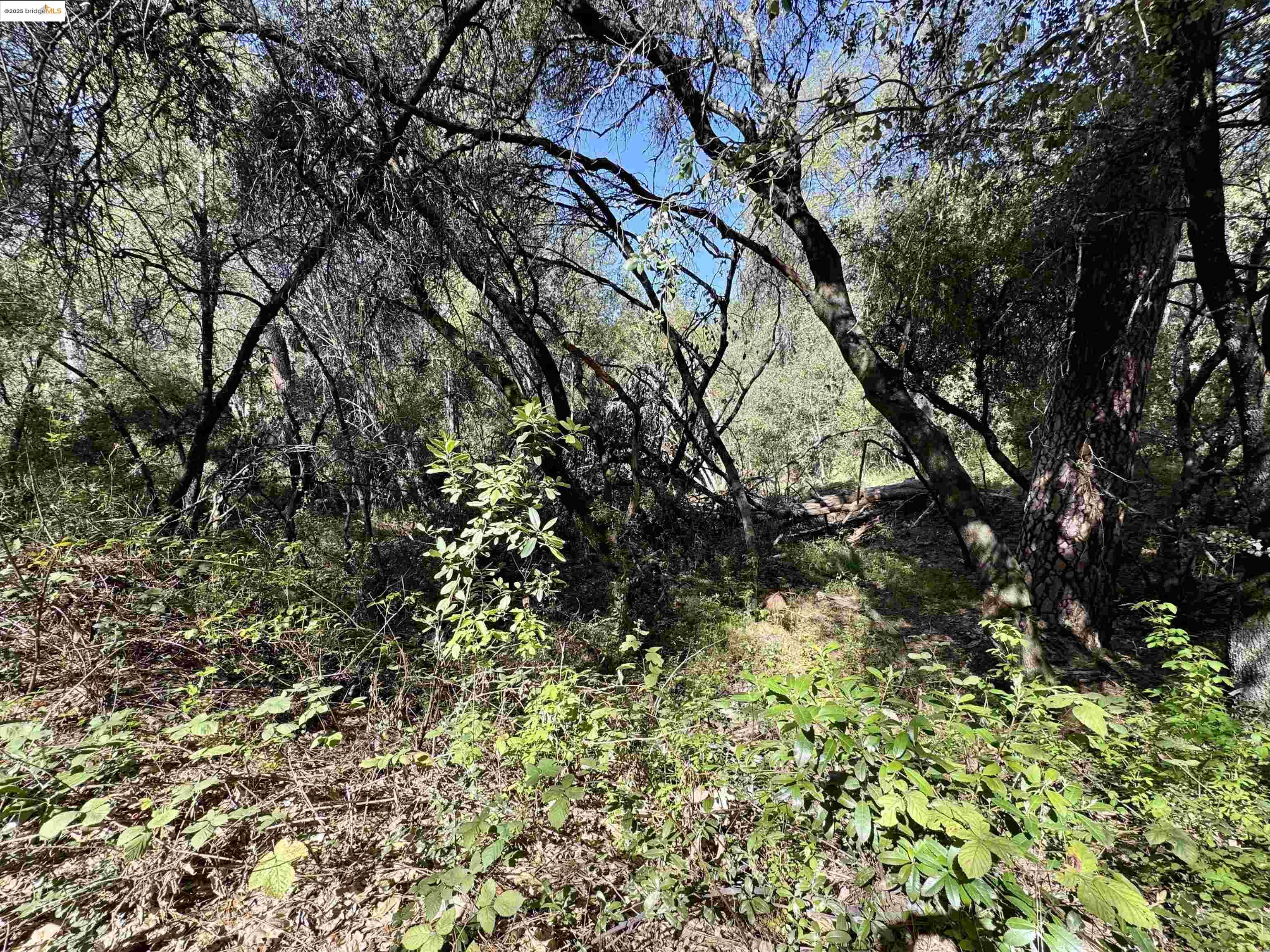 Detail Gallery Image 7 of 8 For 21893 Sawmill Flat Rd, Sonora,  CA 95370 - – Beds | – Baths