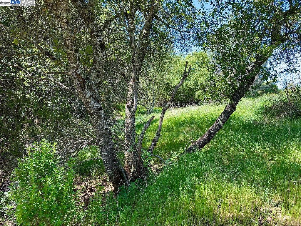 Detail Gallery Image 12 of 15 For 0 El Caminto Rd, Shingle Springs,  CA 95682 - – Beds | – Baths